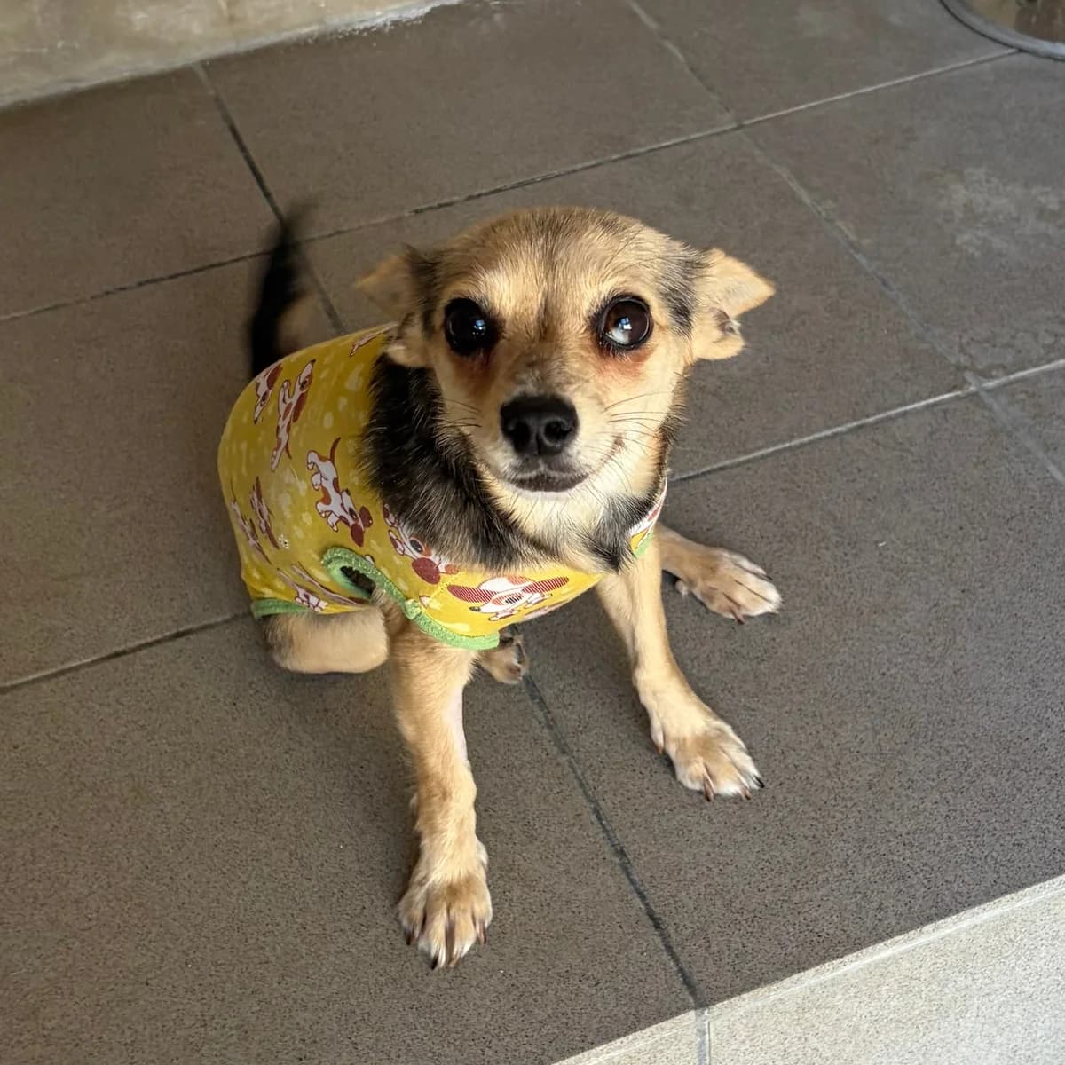 Pikolina, female Chihuahua for adoption at Herz für Ungarnhunde e.V., Nörten-Hardenberg