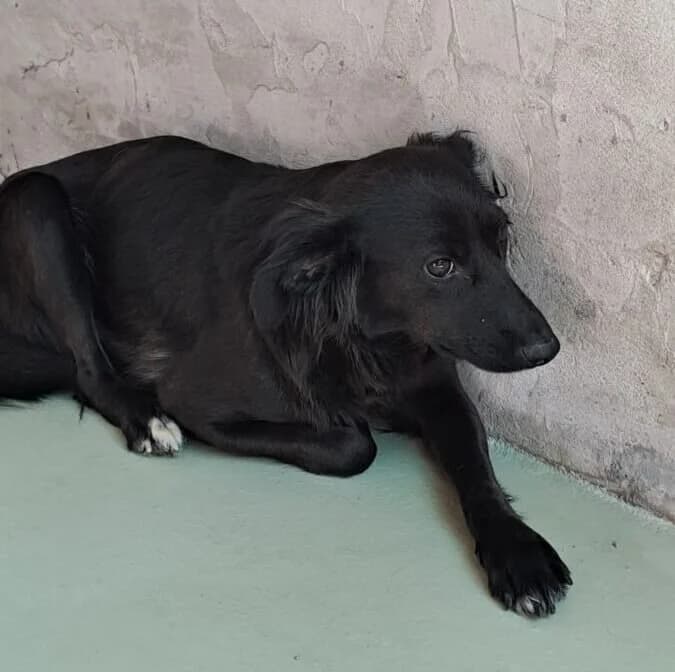 Siyah, female puppy Mixed Breed for adoption at Herz für Ungarnhunde e.V., Nörten-Hardenberg
