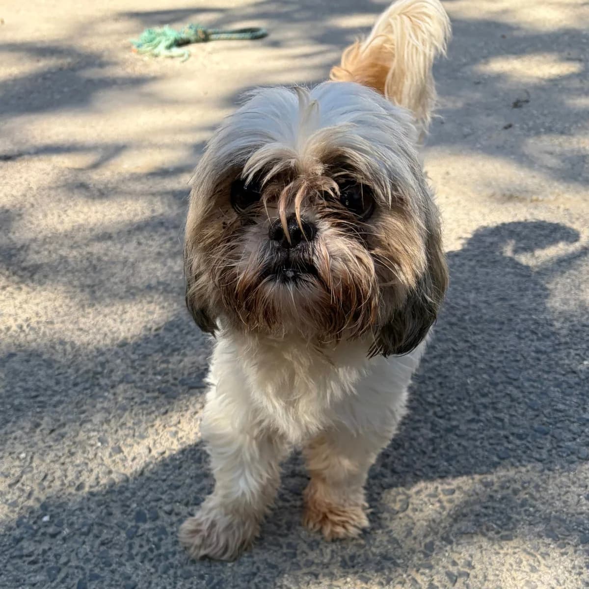 Lara, female Shih Tzu for adoption at Herz für Ungarnhunde e.V., Nörten-Hardenberg