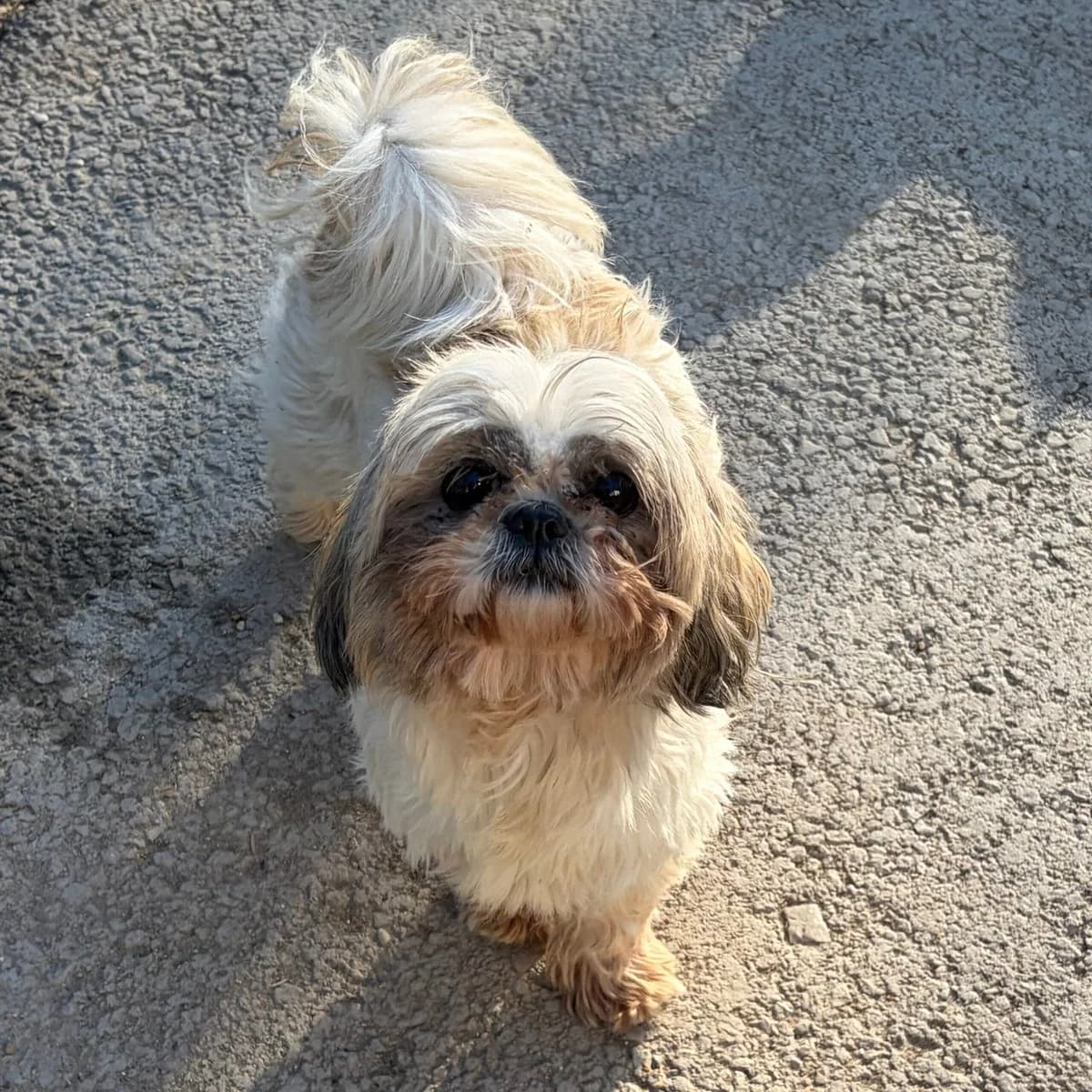 Lara, female Shih Tzu for adoption at Herz für Ungarnhunde e.V., Nörten-Hardenberg