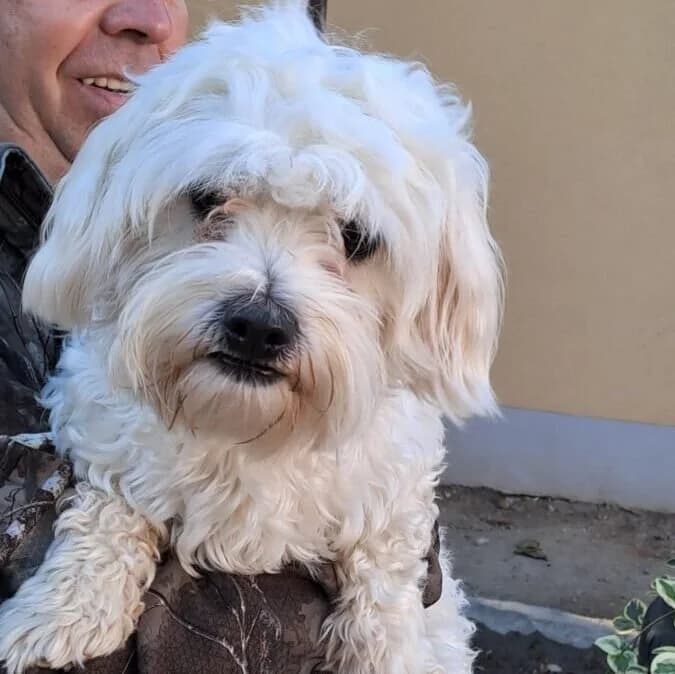 Godi, male Bichon Frisé for adoption at Herz für Ungarnhunde e.V., Nörten-Hardenberg