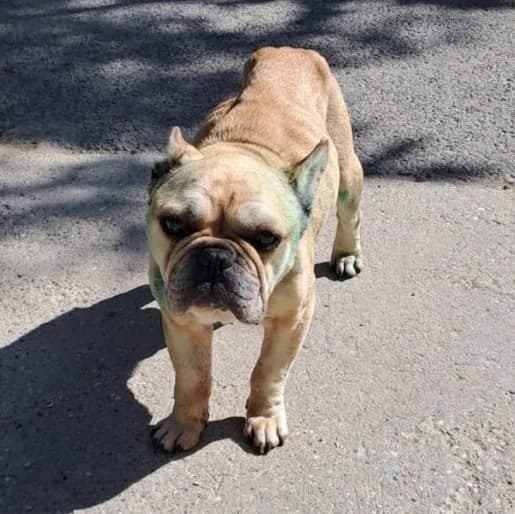 Pierre, male French Bulldog for adoption at Herz für Ungarnhunde e.V., Nörten-Hardenberg