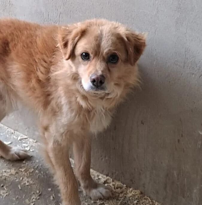 Lesmo, male Mixed Breed for adoption at Herz für Ungarnhunde e.V., Nörten-Hardenberg