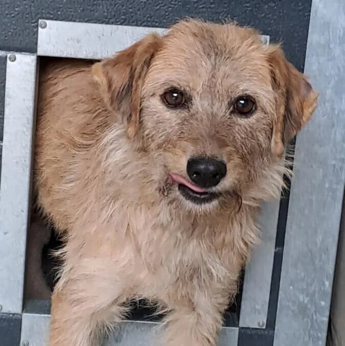 Izora, female Mixed Breed for adoption at Herz für Ungarnhunde e.V., Nörten-Hardenberg