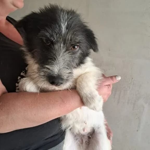 Fani, female Mixed Breed for adoption at Herz für Ungarnhunde e.V., Nörten-Hardenberg