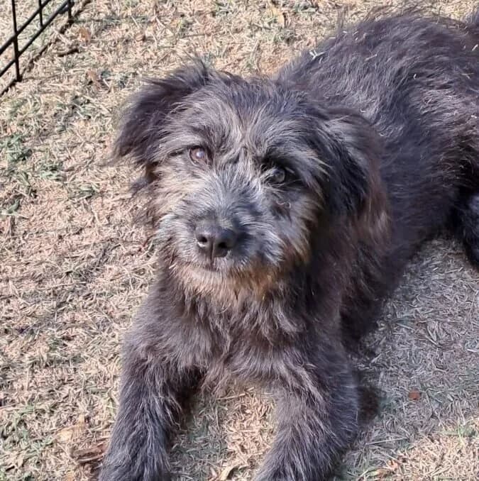Bixi, female Mixed Breed for adoption at Herz für Ungarnhunde e.V., Nörten-Hardenberg
