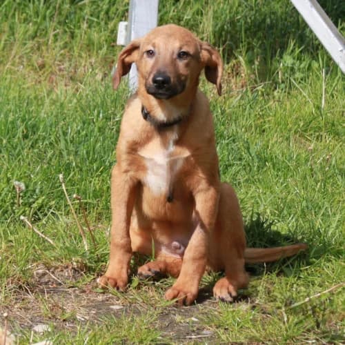 Adam, male puppy Mixed Breed for adoption at Herzblut-Tierschutzverein Deutschland e.V., Elmshorn