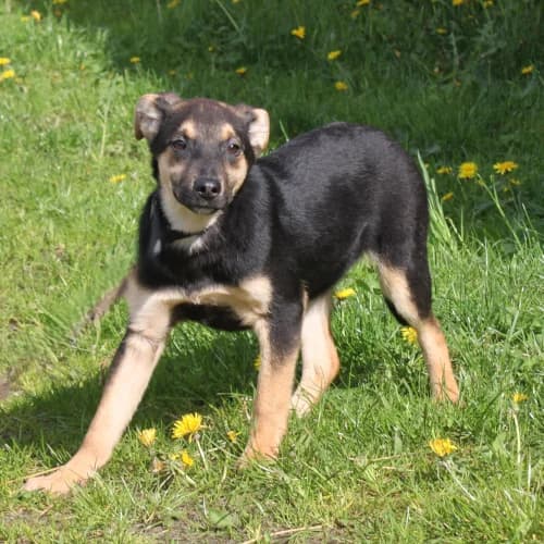 Eva, female puppy Mixed Breed for adoption at Herzblut-Tierschutzverein Deutschland e.V., Elmshorn