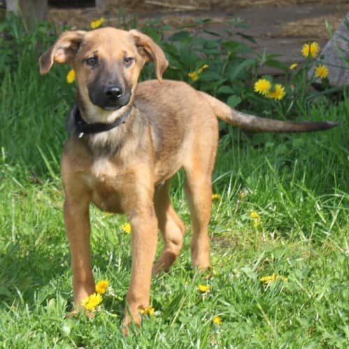First, male puppy Mixed Breed for adoption at Herzblut-Tierschutzverein Deutschland e.V., Elmshorn