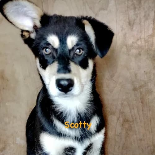 Scotty, male puppy Mixed Breed for adoption at Herzblut-Tierschutzverein Deutschland e.V., Elmshorn