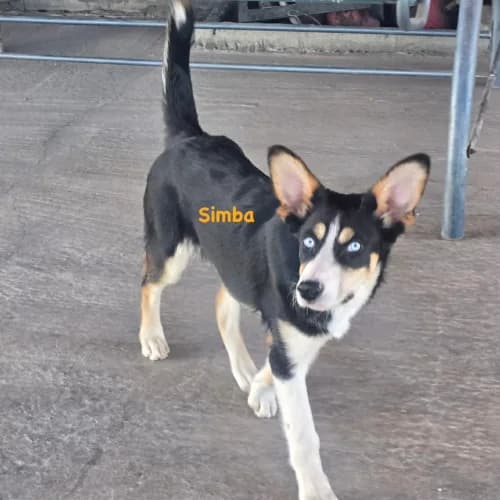 Simba, male puppy Mixed Breed for adoption at Herzblut-Tierschutzverein Deutschland e.V., Elmshorn