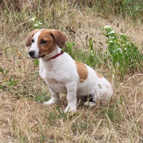 Maya, female puppy Mixed Breed for adoption at Herzblut-Tierschutzverein Deutschland e.V., Elmshorn