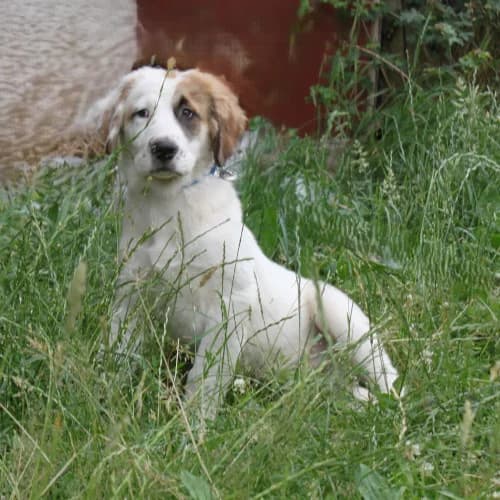 Milo, male puppy Mixed Breed for adoption at Herzblut-Tierschutzverein Deutschland e.V., Elmshorn