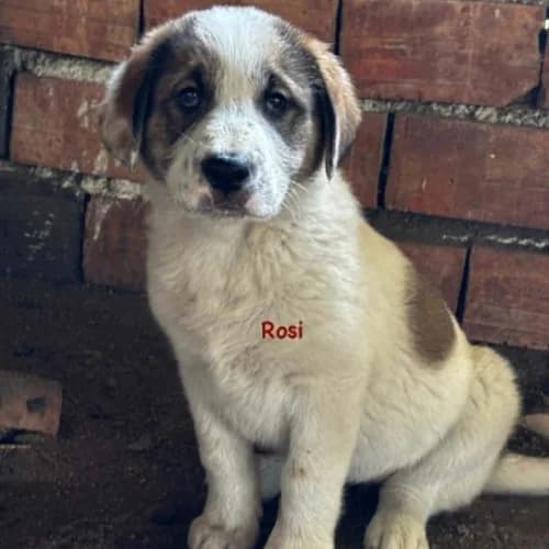 Rosie, female puppy Mixed Breed for adoption at Herzblut-Tierschutzverein Deutschland e.V., Elmshorn