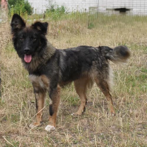 Vesta, female young Mixed Breed for adoption at Herzblut-Tierschutzverein Deutschland e.V., Elmshorn