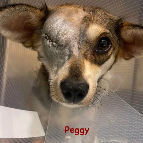 Peggi, female young Mixed Breed for adoption at Herzblut-Tierschutzverein Deutschland e.V., Elmshorn