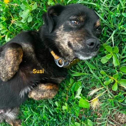 Susi, female young Mixed Breed for adoption at Herzblut-Tierschutzverein Deutschland e.V., Elmshorn