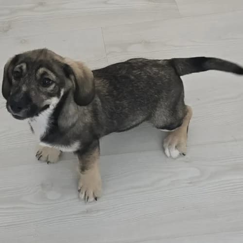 Taro, male puppy Mixed Breed for adoption at Herzblut-Tierschutzverein Deutschland e.V., Elmshorn