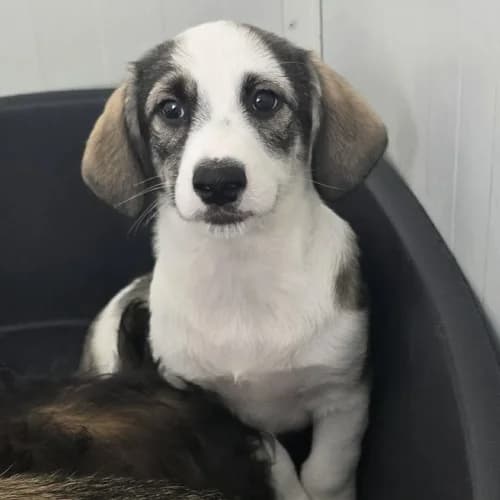 Theo, male puppy Mixed Breed for adoption at Herzblut-Tierschutzverein Deutschland e.V., Elmshorn