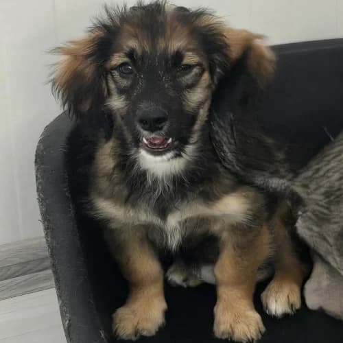 Toni, male puppy Mixed Breed for adoption at Herzblut-Tierschutzverein Deutschland e.V., Elmshorn
