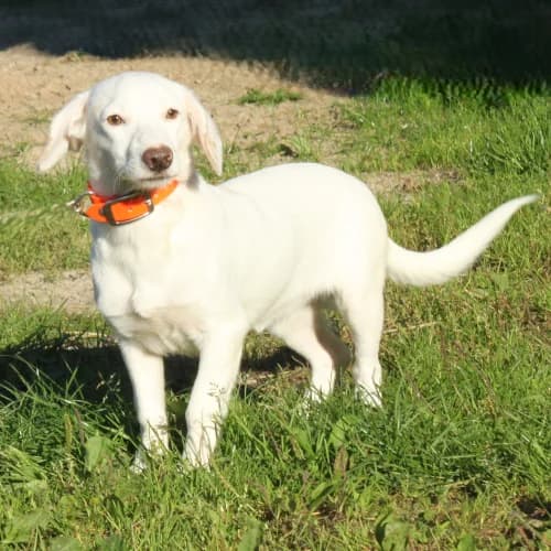 Mini, female puppy Mixed Breed for adoption at Herzblut-Tierschutzverein Deutschland e.V., Elmshorn