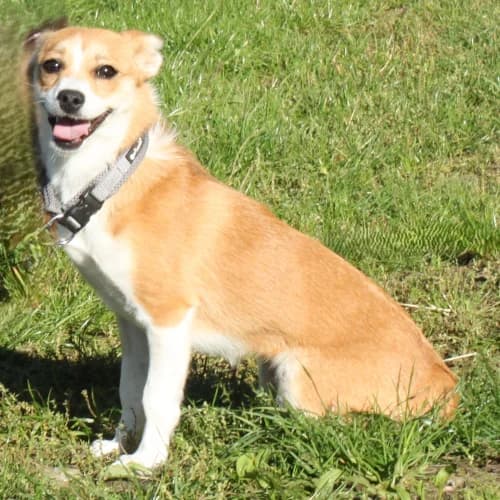 Tini, female puppy Mixed Breed for adoption at Herzblut-Tierschutzverein Deutschland e.V., Elmshorn