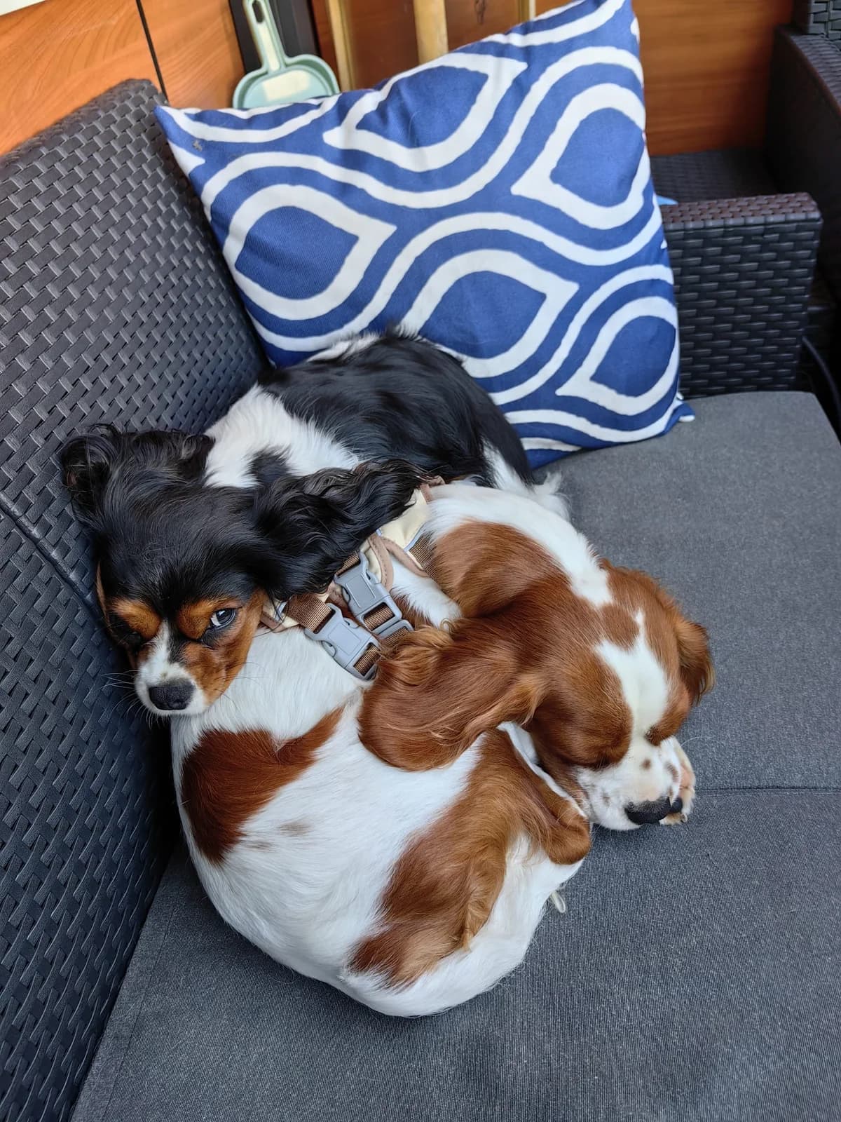 Asparagus´ Reise ins Glück, Mixed Breed for adoption at Herzenshunde-Hessen e.V.