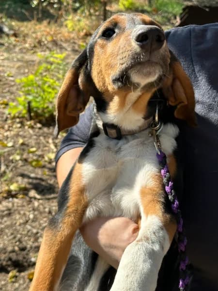 BENNY, braun male senior Mixed Breed for adoption at Herzenstiere Europa e.V.