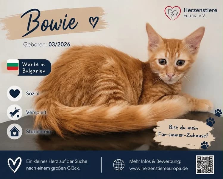BOWIE, rot male Mixed Breed for adoption at Herzenstiere Europa e.V.