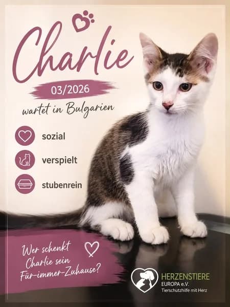 CHARLIE, rot male Mixed Breed for adoption at Herzenstiere Europa e.V.