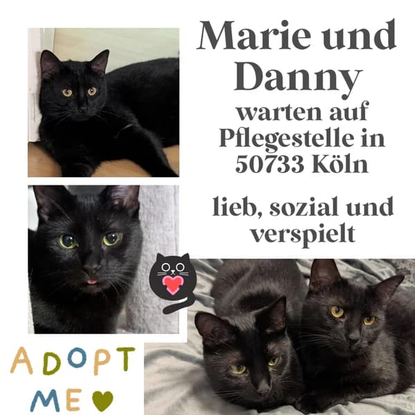 DANNY und MARIE, schwarz female Mixed Breed for adoption at Herzenstiere Europa e.V.