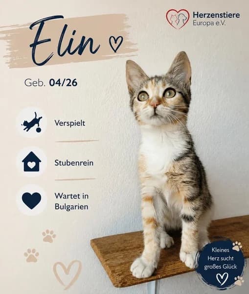 ELIN, tricolor female puppy Mixed Breed for adoption at Herzenstiere Europa e.V.