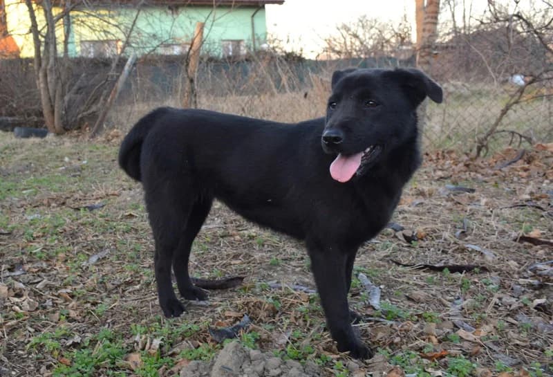 EMMY, schwarz female 3yo Mixed Breed for adoption at Herzenstiere Europa e.V.