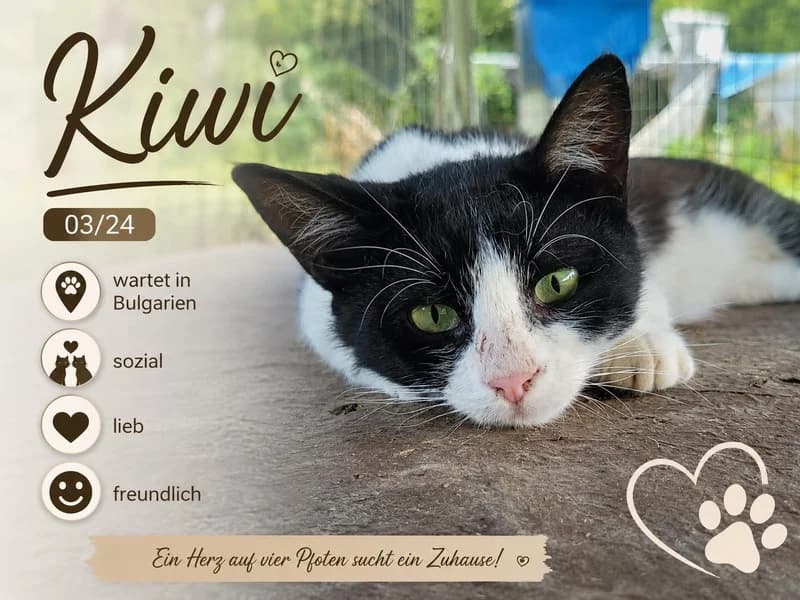KIWI, schwarz male Mixed Breed for adoption at Herzenstiere Europa e.V.