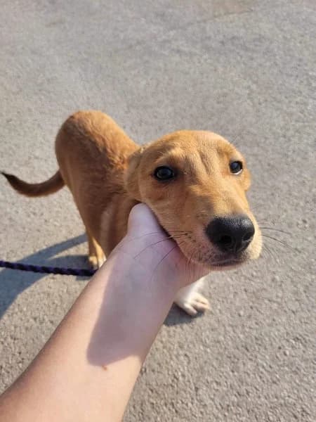 MALIK, braun male 3yo Mixed Breed for adoption at Herzenstiere Europa e.V.