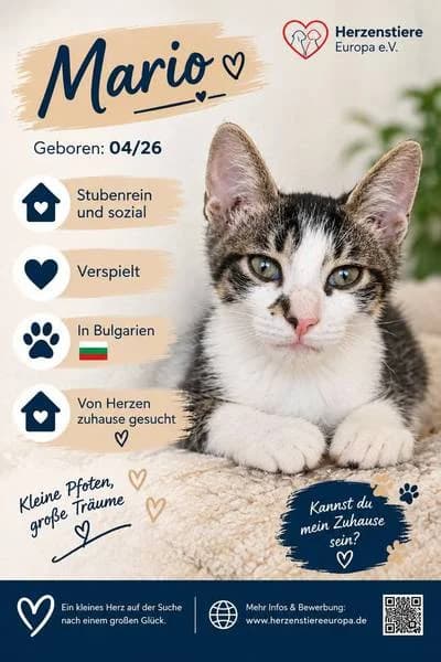 MARIO, getigert male puppy Mixed Breed for adoption at Herzenstiere Europa e.V.