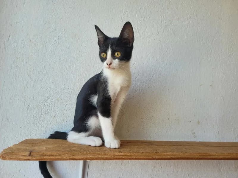 SHEILA, schwarz female puppy Mixed Breed for adoption at Herzenstiere Europa e.V.