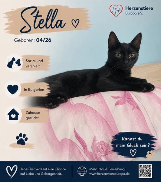 STELLA, schwarz female Mixed Breed for adoption at Herzenstiere Europa e.V.