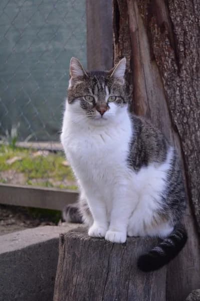 TALI, getigert female 5yo Mixed Breed for adoption at Herzenstiere Europa e.V.