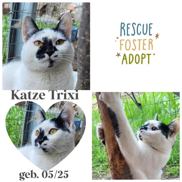 TRIXI, female Mixed Breed for adoption at Herzenstiere Europa e.V.