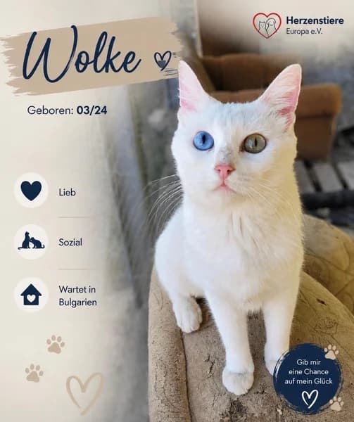 WOLKE, tricolor female Mixed Breed for adoption at Herzenstiere Europa e.V.