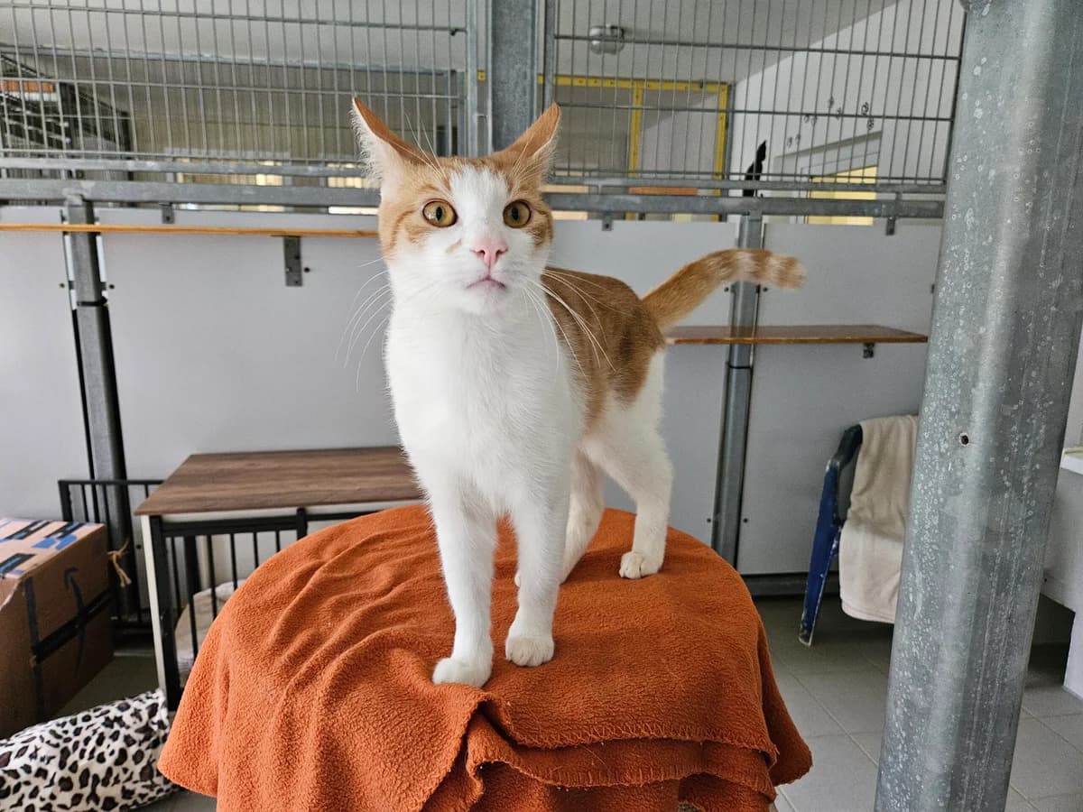 Florian, male 3yo Mixed Breed for adoption at Tierheim Hinterste Mühle, Neubrandenburg