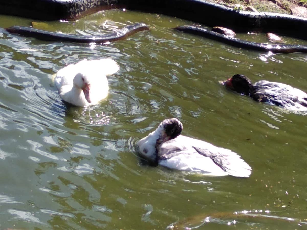Hühner und Enten, Mixed Breed for adoption at Tierheim Hinterste Mühle, Neubrandenburg