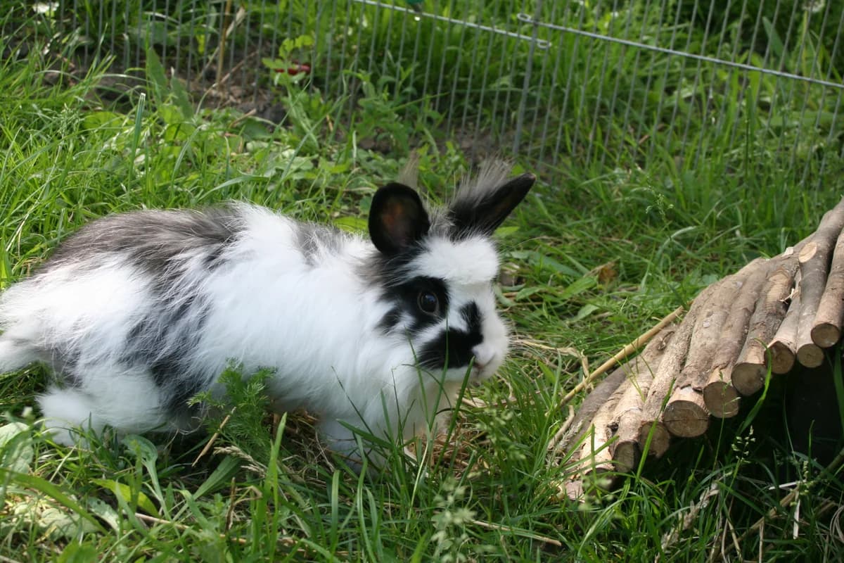 Kaninchen, female Mixed Breed for adoption at Tierheim Hinterste Mühle, Neubrandenburg