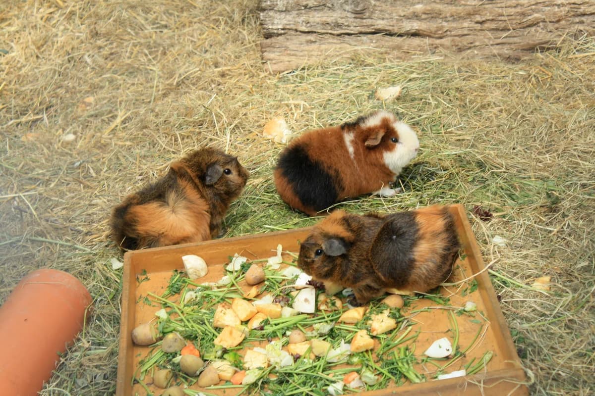 Hühner und Enten, Mixed Breed for adoption at Tierheim Hinterste Mühle, Neubrandenburg