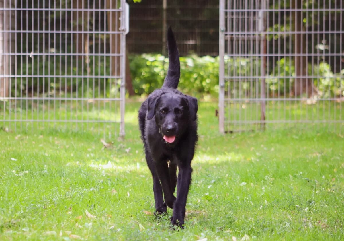 Olaf, male Mixed Breed for adoption at Tierheim Hinterste Mühle, Neubrandenburg