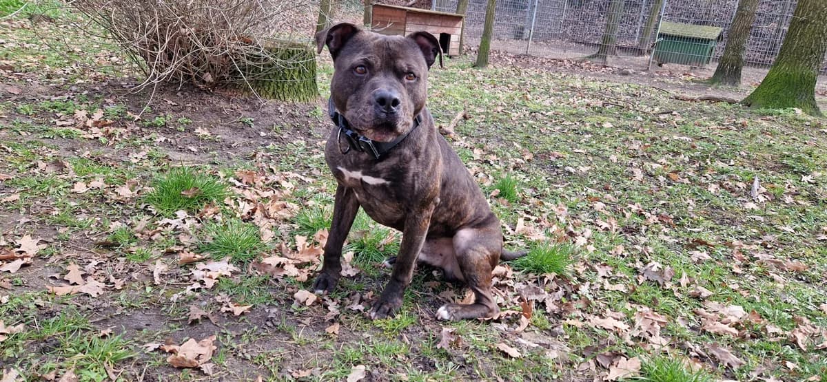 Yoko, male senior Mixed Breed for adoption at Tierheim Hinterste Mühle, Neubrandenburg