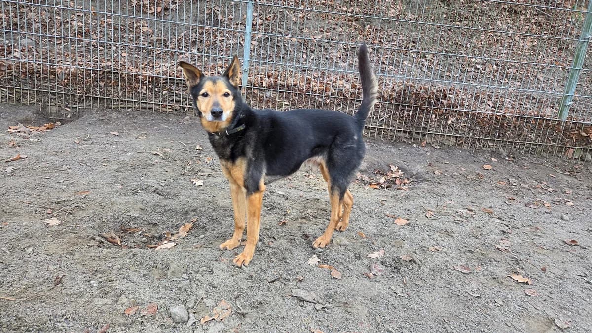 Zecke, male senior Mixed Breed for adoption at Tierheim Hinterste Mühle, Neubrandenburg