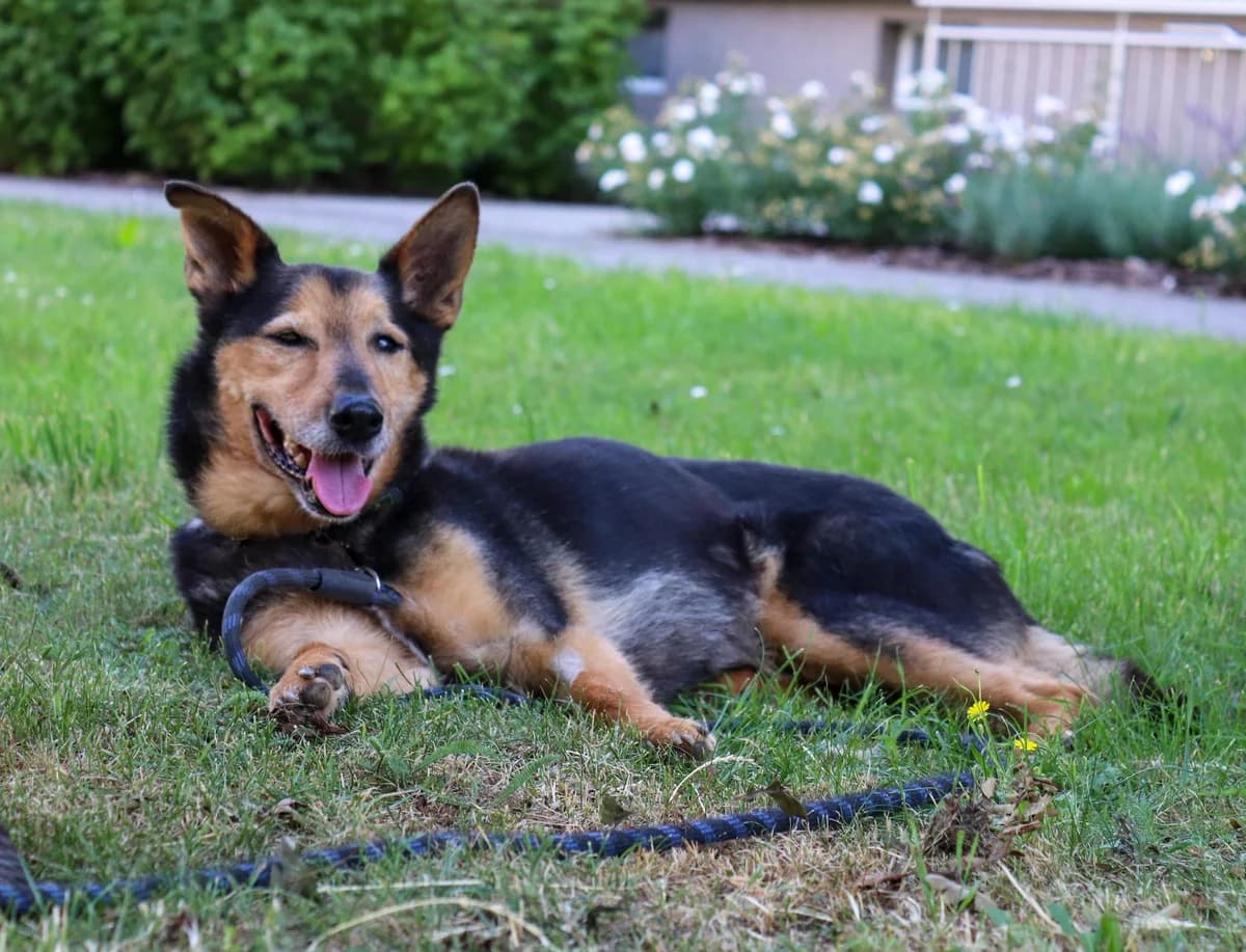 Zecke, male senior Mixed Breed for adoption at Tierheim Hinterste Mühle, Neubrandenburg