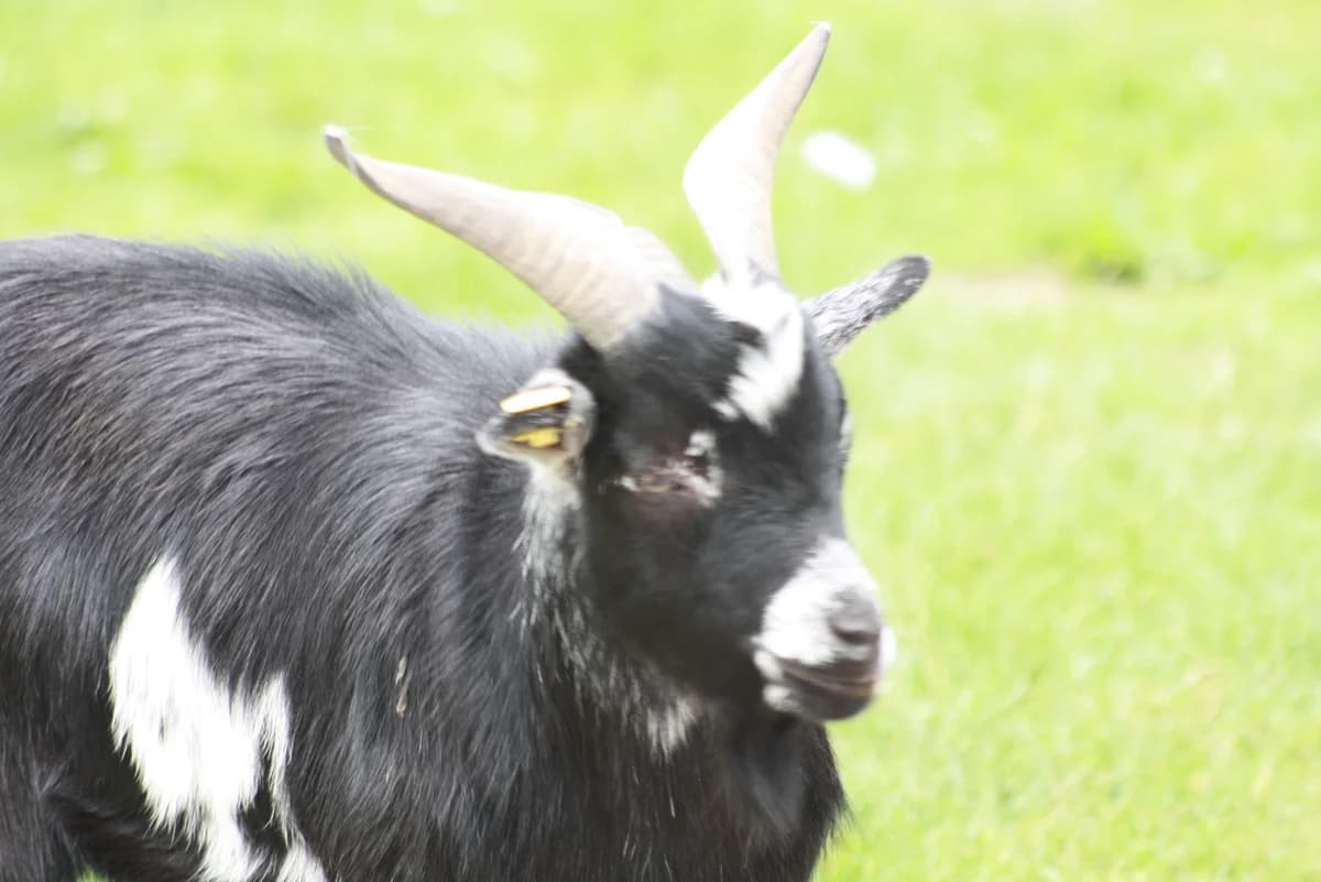 Ziegen, Mixed Breed for adoption at Tierheim Hinterste Mühle, Neubrandenburg